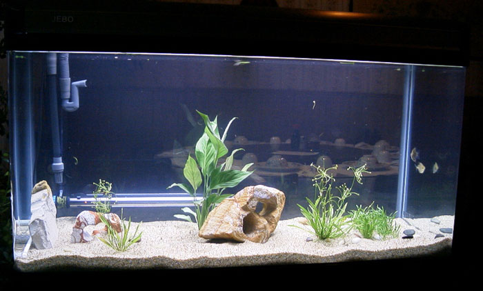 60galfishtank8