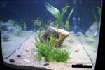 60galfishtank1