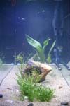 60galfishtank3