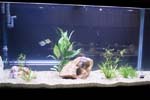 60galfishtank4