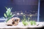 60galfishtank6