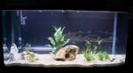 60galfishtank7
