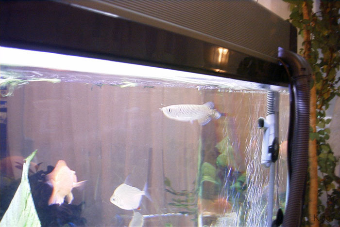 60gal-may12-arrow