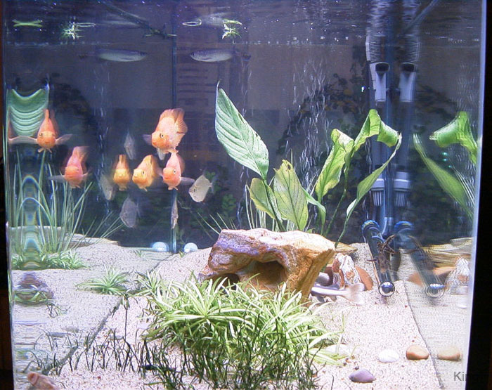 60gal-may12-side2