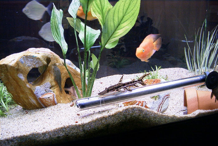 60gal-may12-tiger