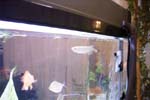 60gal-may12-arrow