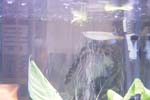 60gal-may12-arrow2