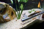60gal-may12-redtail&tiger