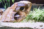 60gal-may12-redtail