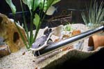 60gal-may12-redtail2