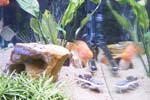 60gal-may12-redtail4