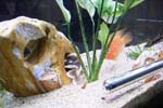 60gal-may12-redtail5