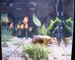 60gal-may12-side2