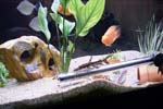 60gal-may12-tiger