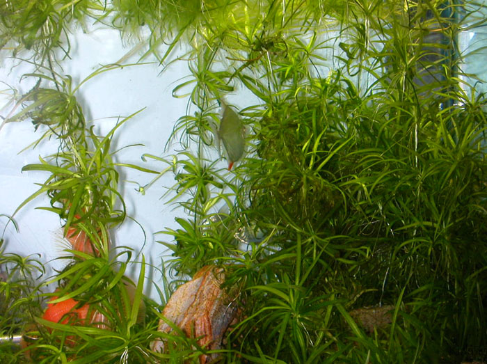 DSCN0392