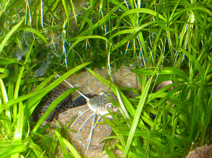 DSCN0471
