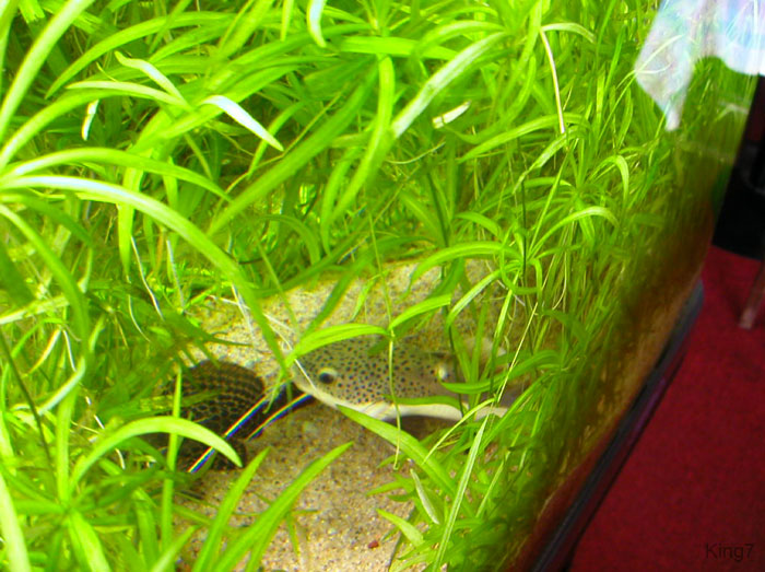 DSCN0474