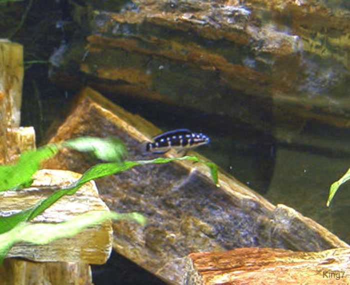 Julidochromis2