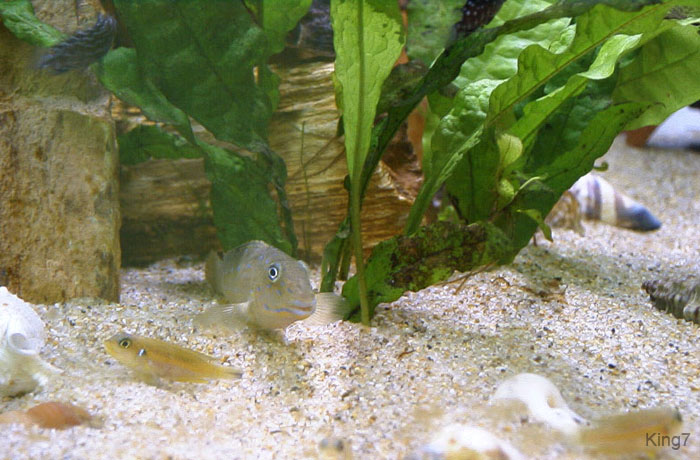 goby2