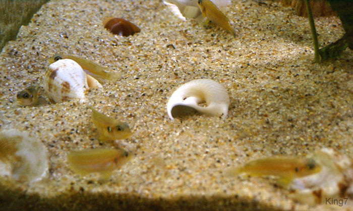 ocellatus