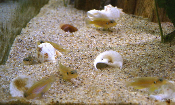 ocellatus2