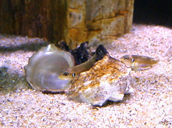 ocellatus5