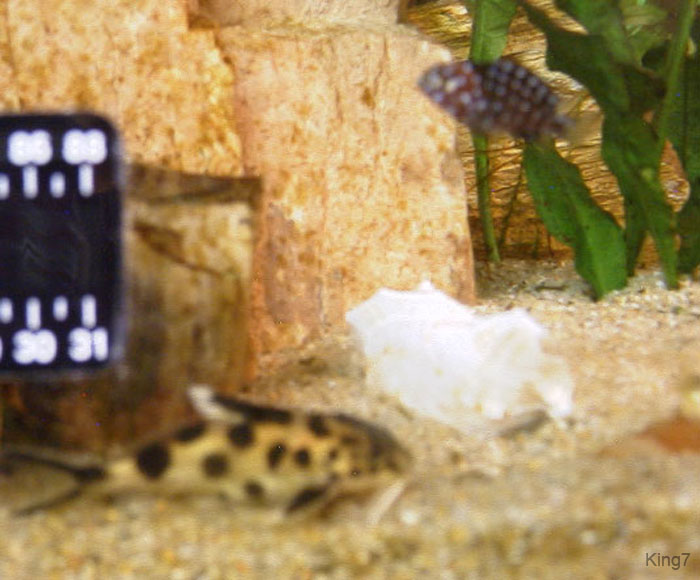 synodontus2