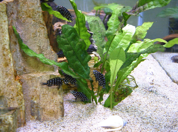 tropheus3