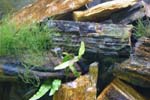 20gal-may12-synodontus