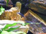 Julidochromis