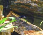 Julidochromis2