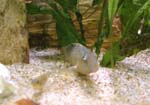 goby