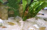 goby2