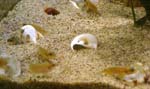 ocellatus
