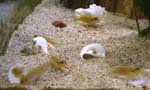 ocellatus2