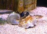ocellatus5