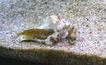 ocellatus6