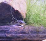 synodontus