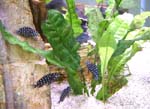 tropheus