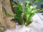 tropheus3