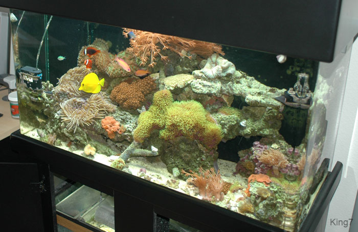fish